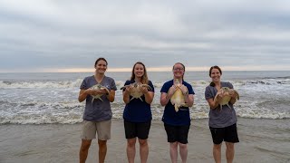 April sea turtle release at Jekyll Island