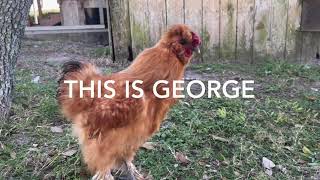 George the Tiny Rooster