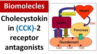 Cholecystokinin (CCK)-2 Receptor Antagonists Explained