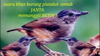 Suara khas burung planduk semak jantan memanggil betina