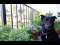 My Edible Garden Tour  2020 |Small Space Apartment Balcony Edible Garden - Container urban Gardening
