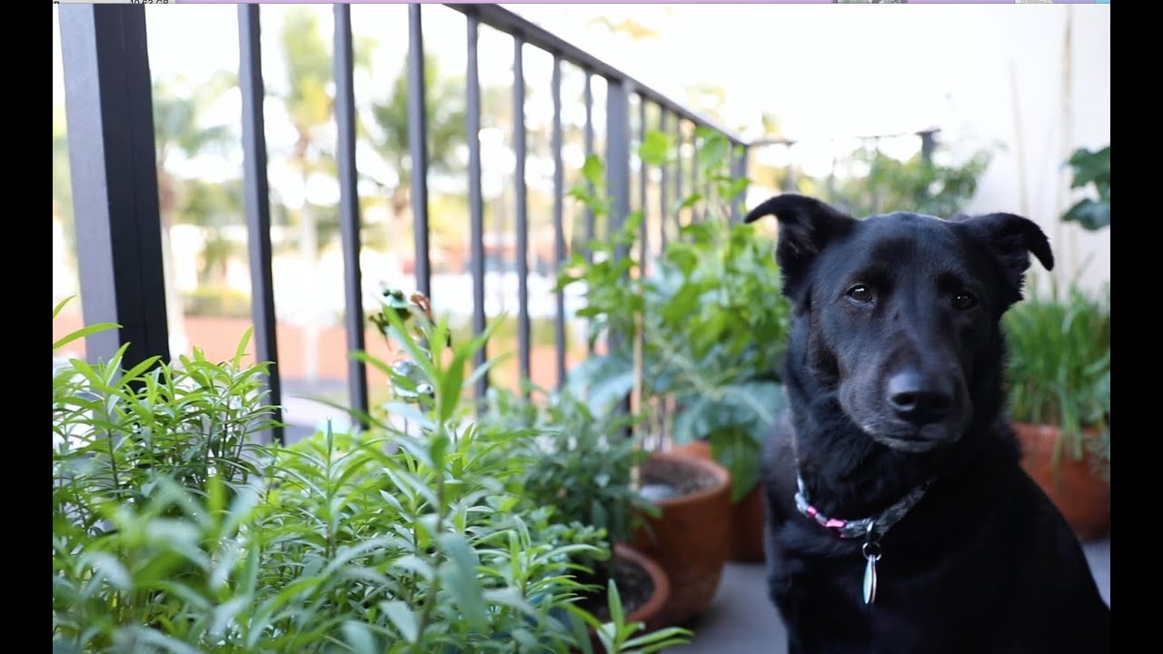 My Edible Garden Tour  2020 |Small Space Apartment Balcony Edible Garden - Container urban Gardening