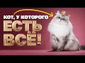 Как живет самый титулованный кот России?