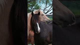 Sahara leaned on him for comfort… and how he’s gone.