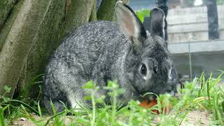 Rabbit sound effect, natural animal sounds, happy rabbit screaming sound, cute rabbits sound effect