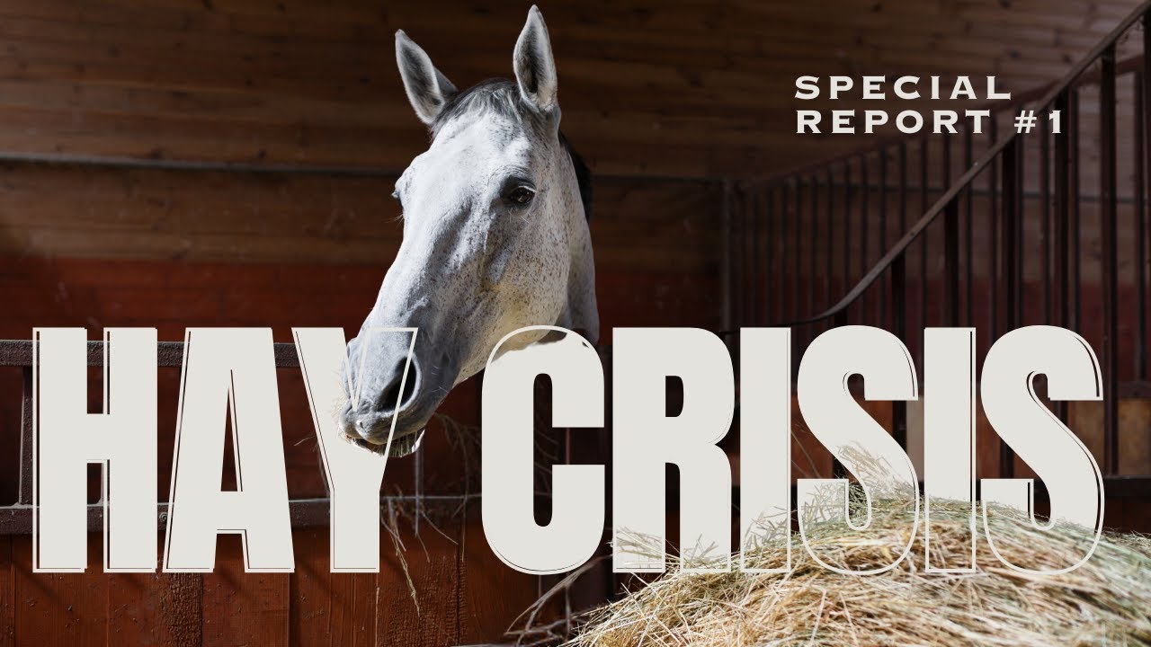 The Hay Shortage Nobody's Talking About | UK Horse Owners Face Reality Check