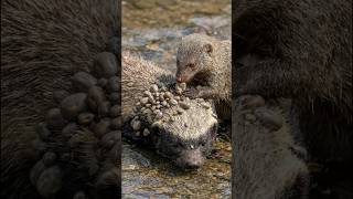 Mongoose Removes a GIANT Ticks-then a Second honey badger Appears!