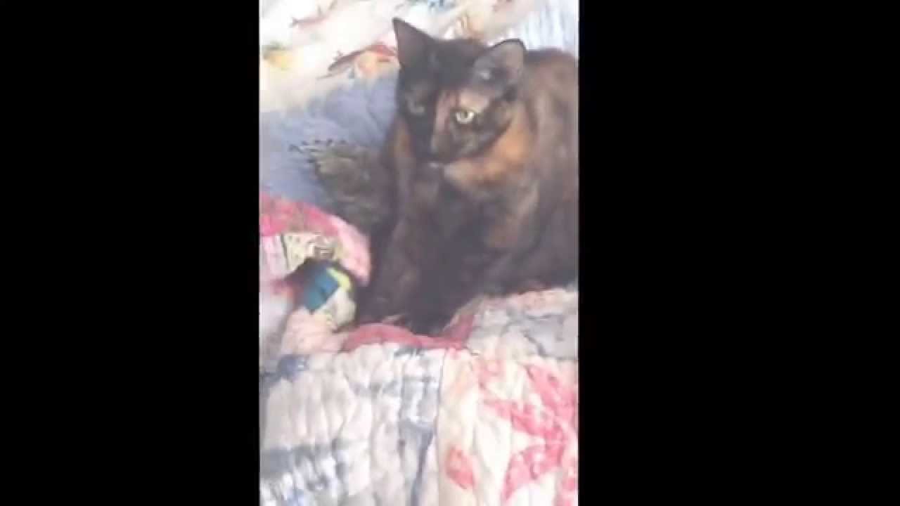 cat kneading on bed YouTube