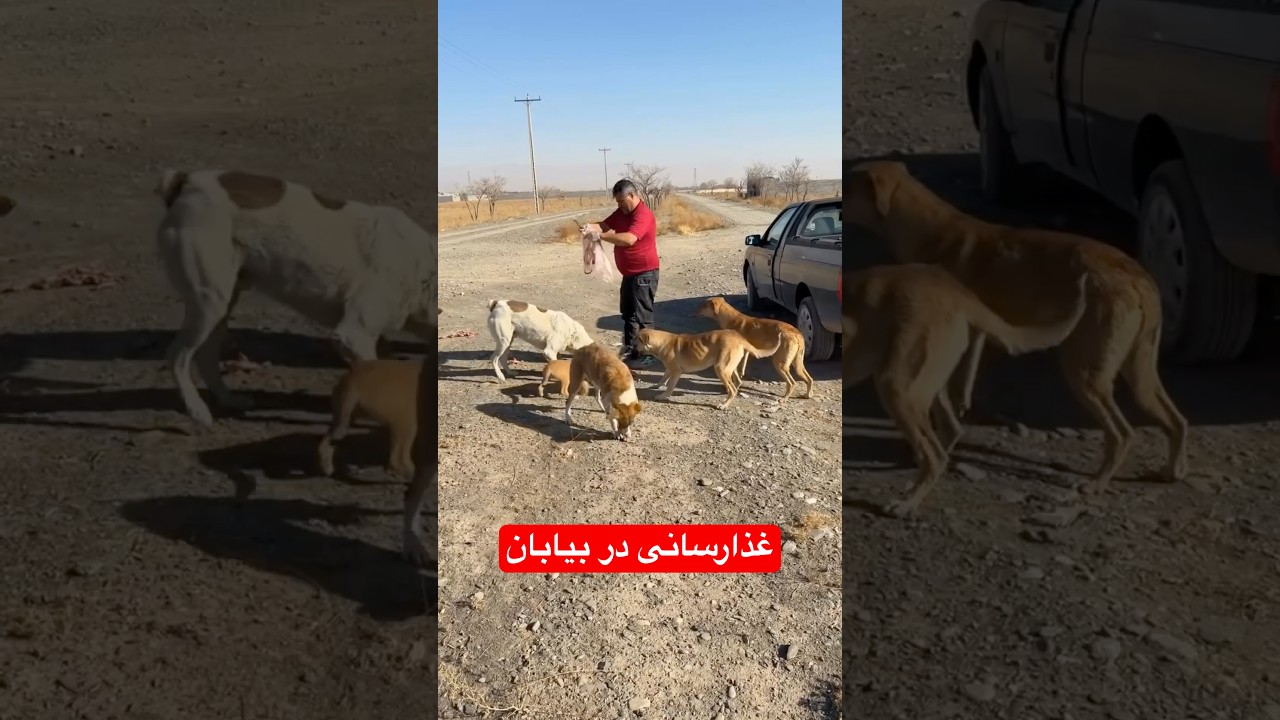 Hungry Stray Dogs Finally Eat 🐶💔