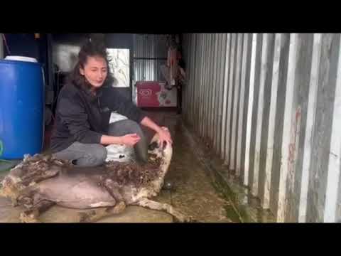 Özge SHEEP SLAUGHTERİNG KOYUN KESİMİ 