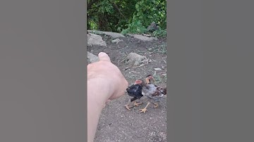 Hlau youtube đi cho gà ăn 2/10/2025.cho gà ăn