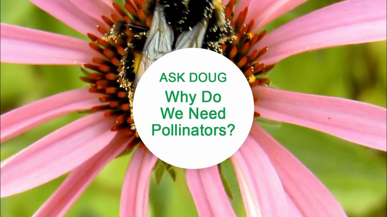 Why Do We Need Pollinators? YouTube