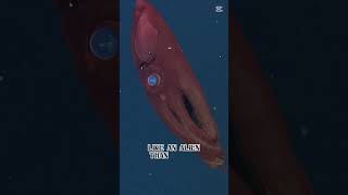 This Deep Sea Creature Looks Like An Alien...