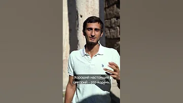 Можно ли цикорий?