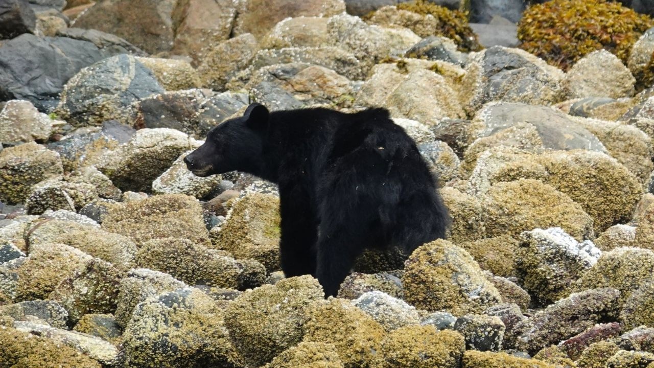 I spent A DAY watching BEARS in Tofino. This is what I saw.
