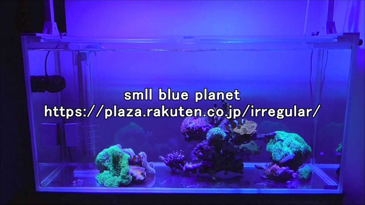 その他生体 ｓｍａｌｌ ｂｌｕｅ ｐｌａｎｅｔ 楽天ブログ