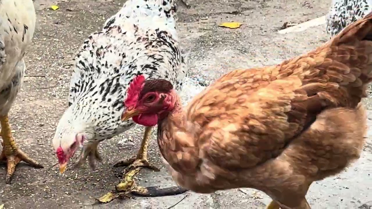 Minhas criações 08/09/2025