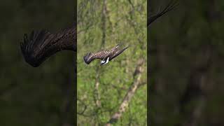Smooth Operator - in 4K120fps, Sony A9iii+300mm G lens