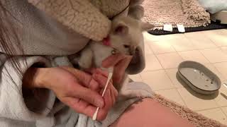 Wiping Kitten Boogers Lilac Siamese 20191105