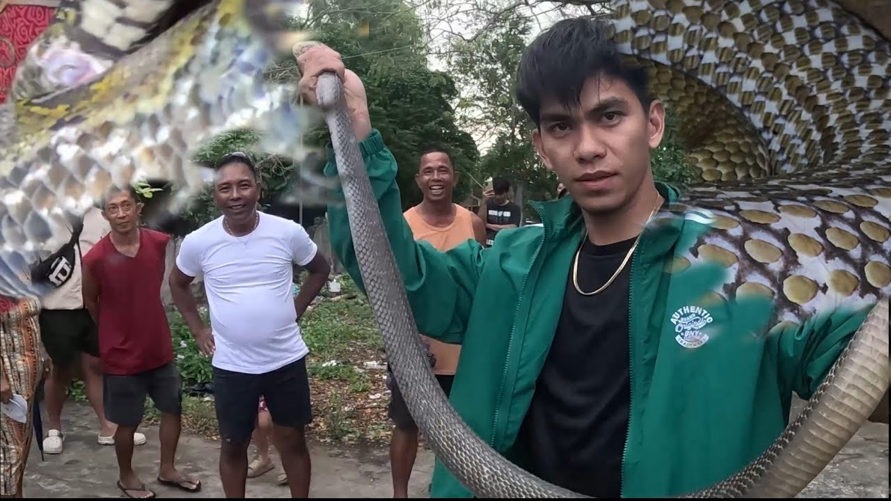 PINAKA MALAKI NA COBRA NA NAHULI SA LAGUNA