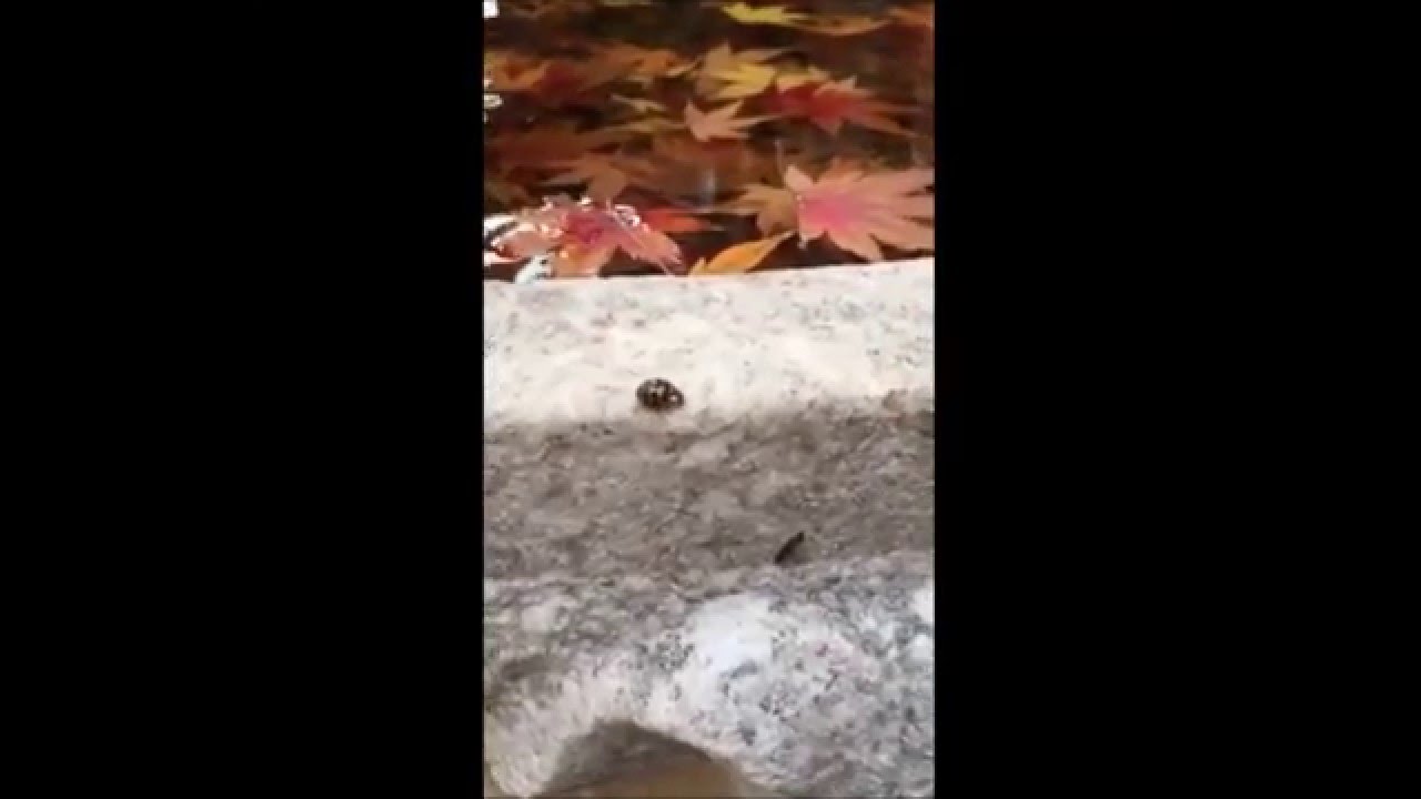 Day in the Life: Kinhin