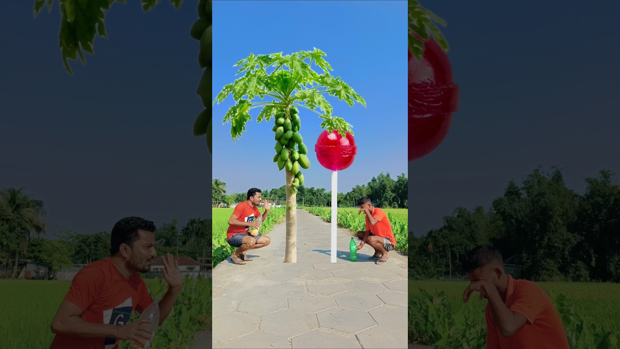 15 October 2025 Tu Radha meri mia shyam & Papaya vs red lollipop ❤️