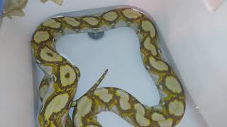 Giving My Huge Retic A Bath Chase Brunner