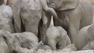 Baby Elephant Splashes About In Muddy Puddle