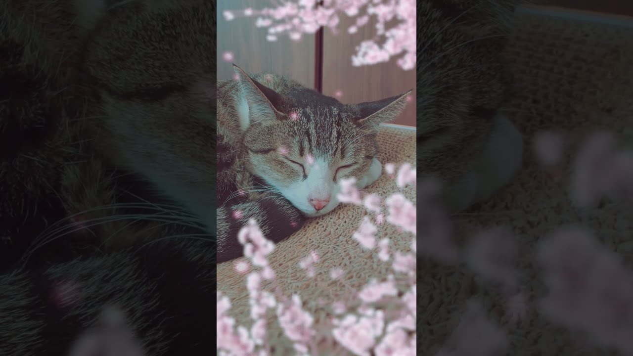 🌸さくら猫 #cat #shorts - YouTube