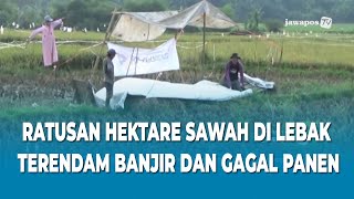RATUSAN HEKTARE SAWAH DI LEBAK TERENDAM BANJIR DAN GAGAL PANEN