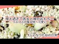 [多肉植物]増え過ぎて困ると噂のおもち〜みんなで困ってみましょう^_^1人になった私の戯言
