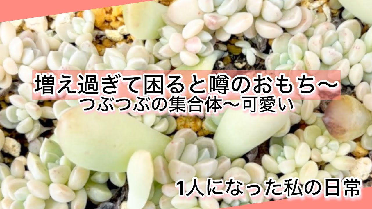 Succulents] Mochi, the succulent that's rumored to multiply too