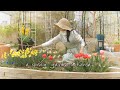 #80. 우리집 4월의 봄정원💐 ㅣ수선화 만개ㅣ자연발아 새싹 옮겨심기 ㅣ울타리목 에메랄드 그린 식재ㅣ 한련화 화분리폼ㅣa daffodil garden