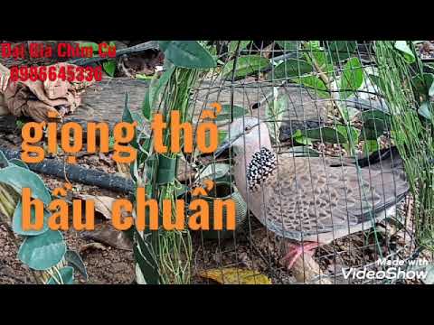 Video cách nhận biết các giọng cu gáy thổ sấm,thổ đồng,thổ... - youtube