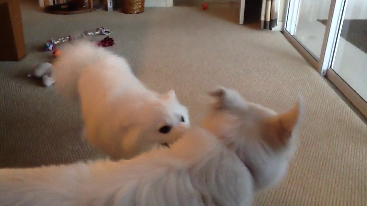 Video of adoptable pet named Buddy of Cape Coral, FL YouTube