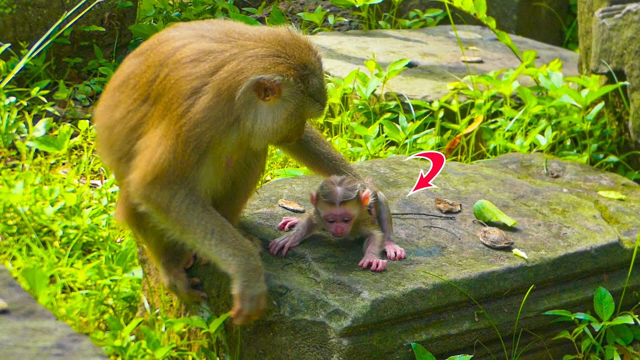 It's really!! Newborn baby monkey just was born few hours mama Joyce wanna training her walking