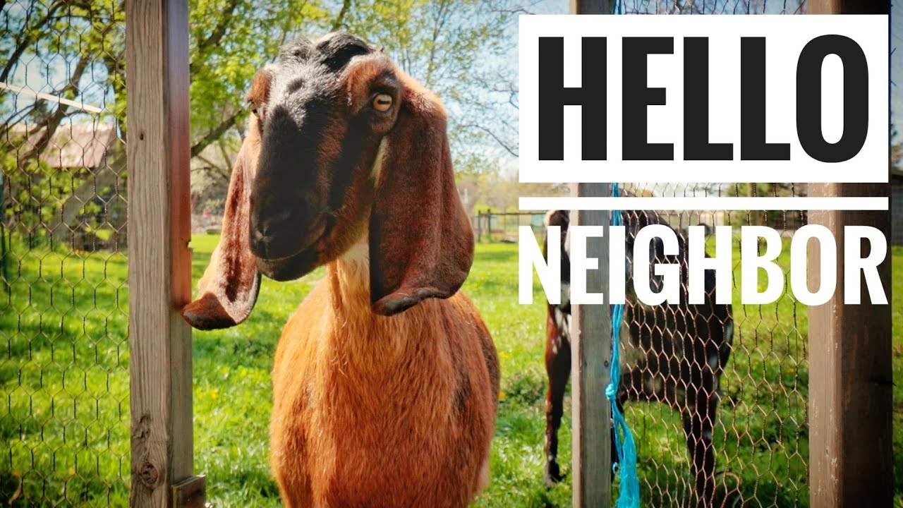 LIVESTOCK GUARDIAN GOATS | Raising Our Own Food