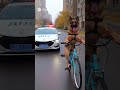 Овчарка на велосипеде уезжает от машины дпс