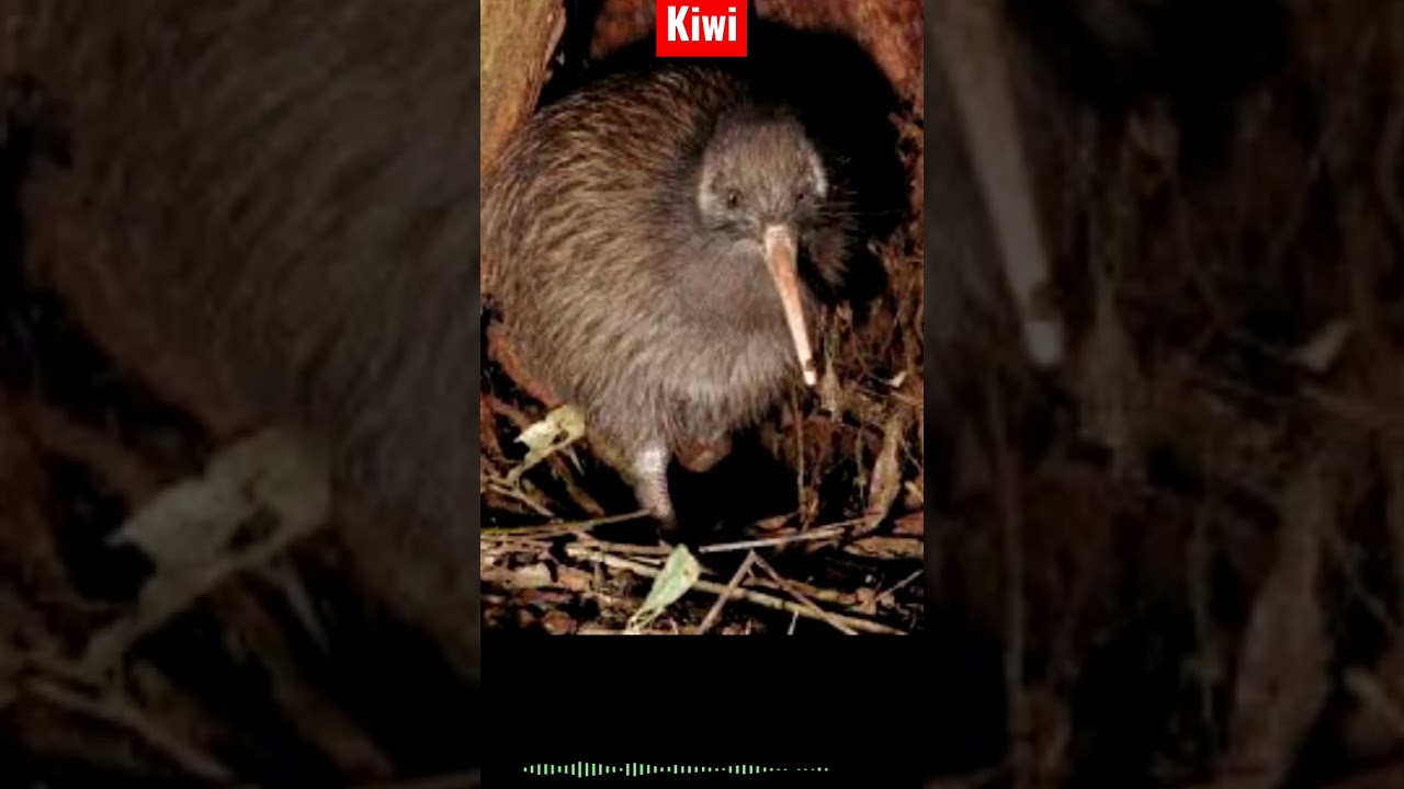 Bizarre,Kiwi  New Zealand  Endemic  bird