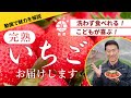 旬で一番おいしい極上いちごを厳選してお届けします