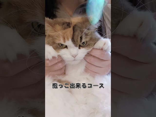 猫抱っこ #ねこ #cat