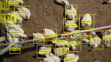 Libos: A prototype of counting chicken and calculate weight.