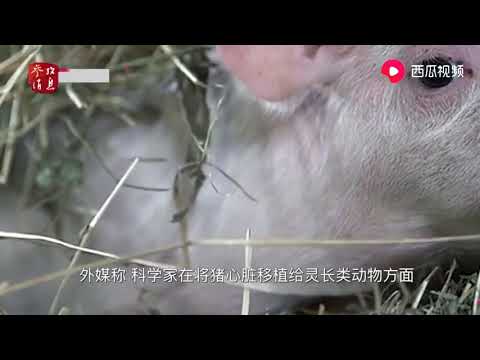 猪心脏或很快会试用于人体？德国跨种器官移植获“里程碑”突破