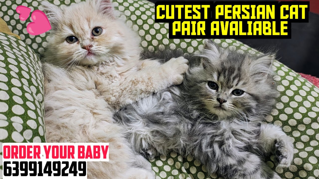 😍CUTEST PERSIAN KITTY PAIR FOR SALE • TRIPLE COAT • LETER TRAINED ACTIVE BABIES • DOLL FACE  KITTENS