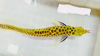 Most Beautiful U0026 Rare Crossback Belly Arowana Fish In The World