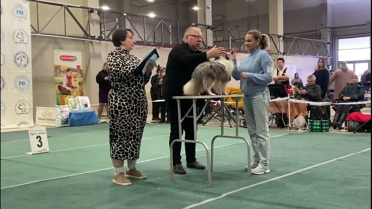 3-я Национальная Рейтинговая выставка "Кубок Сибири-2025", ринг Шелти, 07.12.2025 Новосибирск