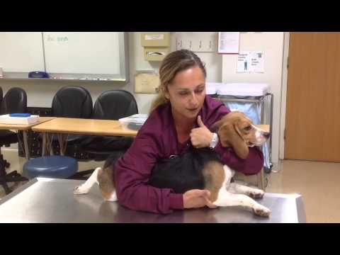 Restraining a dog in sternal recumbency