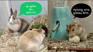 Between Hamsters and Rabbits, maybe only different size