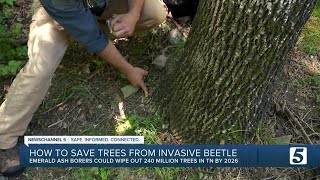 Tenn. Could Lose 240M Ash Trees If They Go Untreated From Invasive Beetle