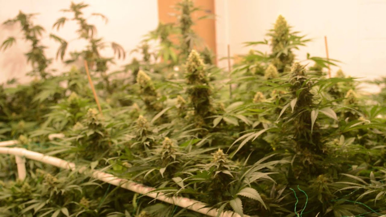 Day 42 Endomaxx 315w CMH, Nectar For The Gods, Supreme Growers